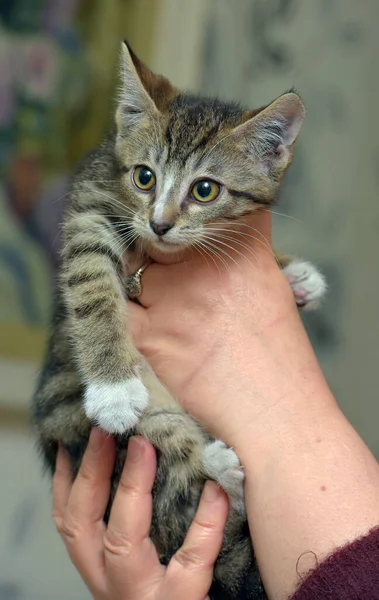 Jovem Marrom Bonito Tabby Gatinho Seus Braços — Fotografia de Stock