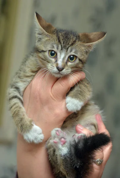 Muda Coklat Lucu Kucing Tabby Dalam Pelukannya — Stok Foto