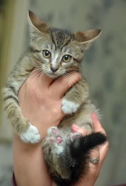 Giovane Marrone Carino Tabby Gattino Tra Braccia — Foto Stock