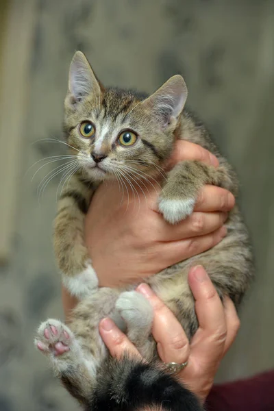 Jovem Marrom Bonito Tabby Gatinho Seus Braços — Fotografia de Stock