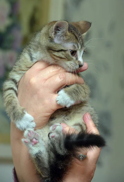 Jovem Marrom Bonito Tabby Gatinho Seus Braços — Fotografia de Stock