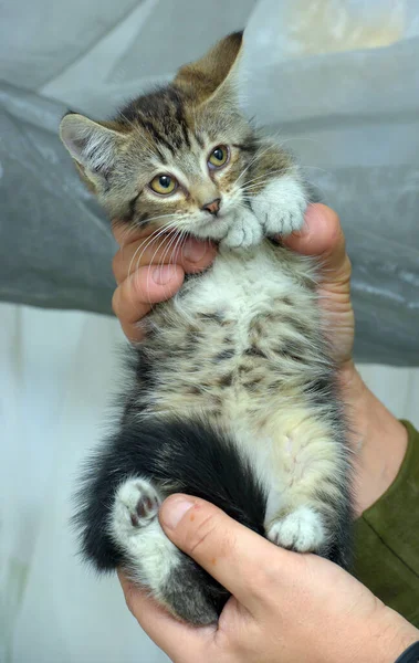 Young Brown Cute Tabby Kitten Her Arms — Stock Photo, Image