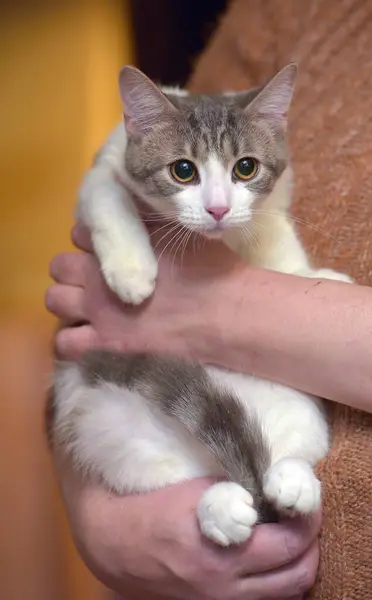 Молодая Коричневая Полосатая Европейская Короткошерстная Кошка Руках — стоковое фото