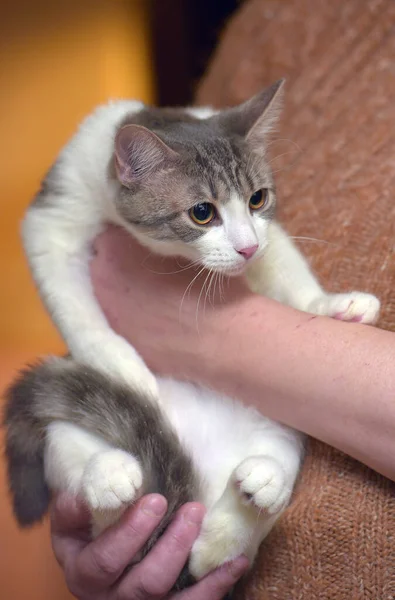 Νεαρή Καστανή Χαριτωμένη Ριγέ Ευρωπαϊκή Γάτα Shorthair Στην Αγκαλιά Της — Φωτογραφία Αρχείου