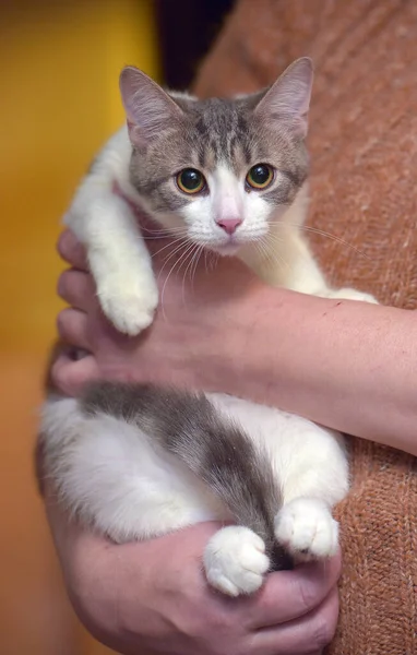 Jong Bruin Schattig Gestreept Europees Stenografisch Kat Haar Armen — Stockfoto