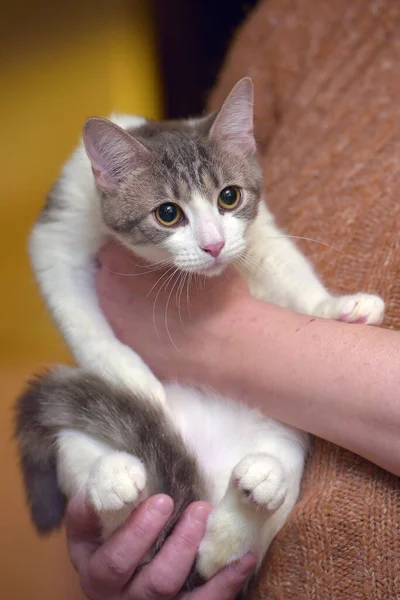 Молодая Коричневая Полосатая Европейская Короткошерстная Кошка Руках — стоковое фото