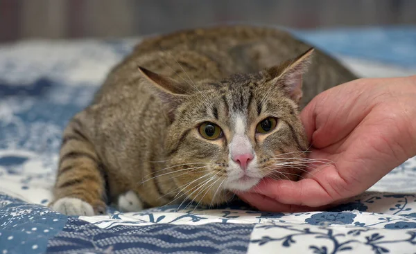 Giovane Marrone Bianco Strisce European Shorthair Gatto Mano — Foto Stock