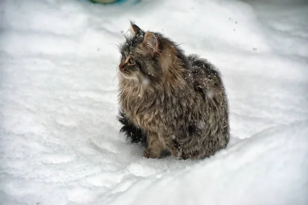 Kışın Açık Havada Karda Kahverengi Sibirya Kedisi — Stok fotoğraf