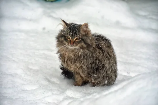 Braune Sibirische Katze Winter Draußen Schnee — Stockfoto