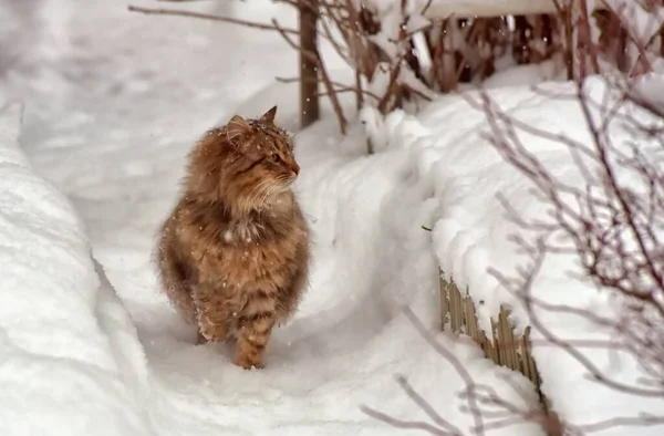 外面雪地里有一只棕色的冬眠猫 — 图库照片