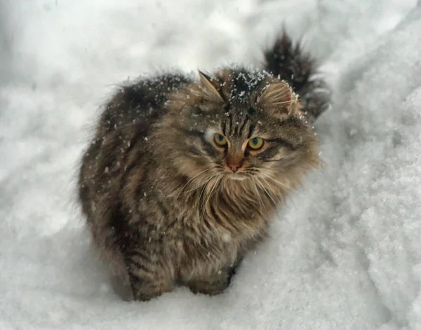 Gato Siberiano Marrón Nieve Aire Libre Invierno — Foto de Stock