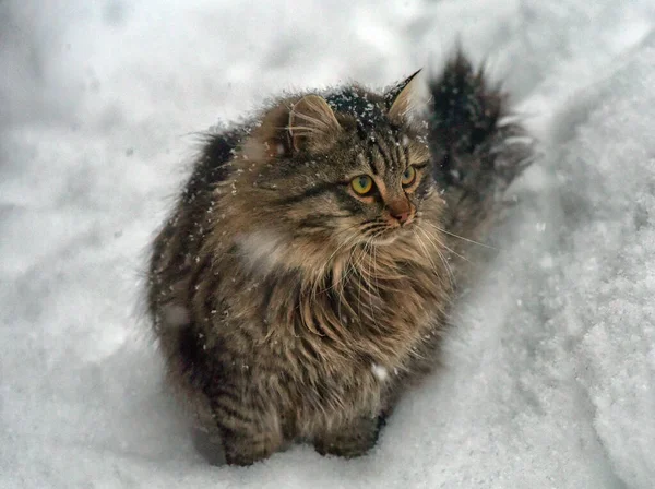 Barna Szibériai Macska Hóban Szabadban Télen — Stock Fotó