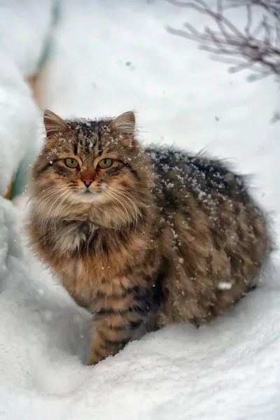 Gato Siberiano Marrón Nieve Aire Libre Invierno —  Fotos de Stock
