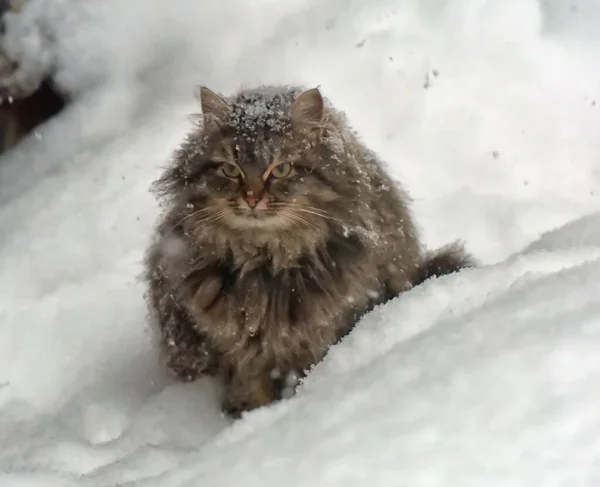 Brown Siberian Cat Snow Outdoors Winter — Stock Photo, Image