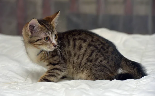 Marrom Tabby Pequeno Gatinho Sofá — Fotografia de Stock