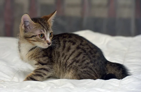 Brązowy Tabby Mały Kotek Kanapie — Zdjęcie stockowe