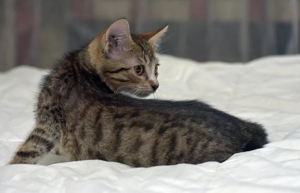 Brown Tabby Small Kitten Couch — Stock Photo, Image