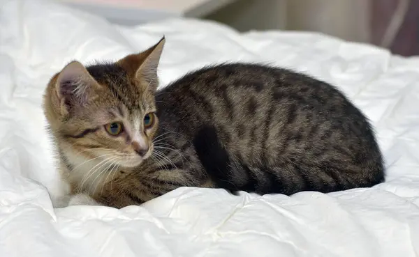 Marrom Tabby Pequeno Gatinho Sofá — Fotografia de Stock