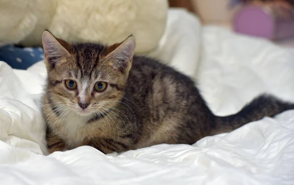 Marrom Tabby Pequeno Gatinho Sofá — Fotografia de Stock