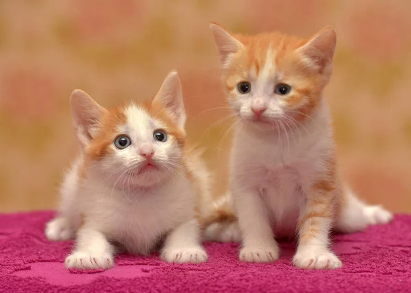 Twee Kleine Schattig Rood Met Een Wit Katje Samen — Stockfoto