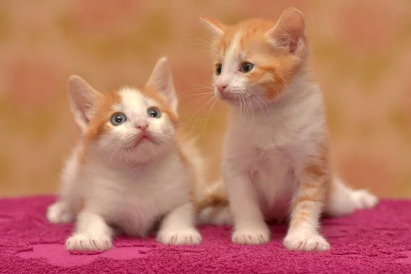 Deux Petits Rouges Mignons Avec Chaton Blanc Ensemble — Photo