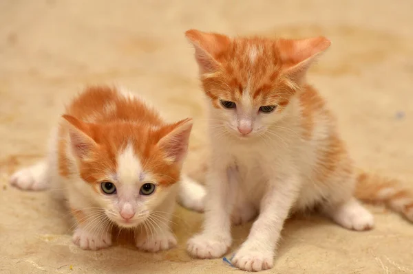 Twee Kleine Schattig Rood Met Een Wit Katje Samen — Stockfoto