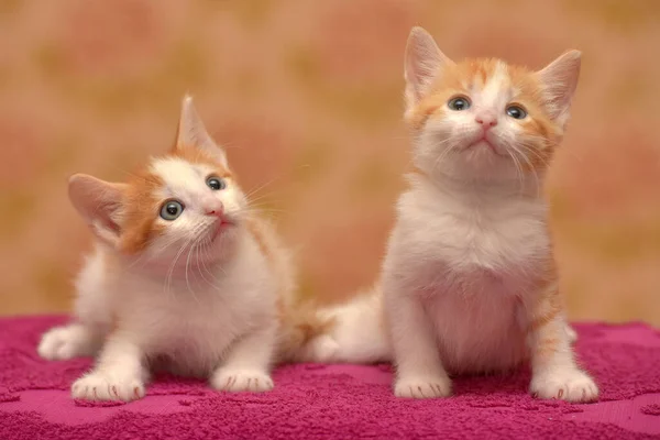 Twee Kleine Schattig Rood Met Een Wit Katje Samen — Stockfoto