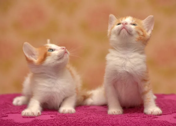 Dois Pequenos Vermelho Bonito Com Gatinho Branco Juntos — Fotografia de Stock