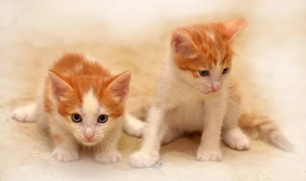 Twee Kleine Schattig Rood Met Een Wit Katje Samen — Stockfoto