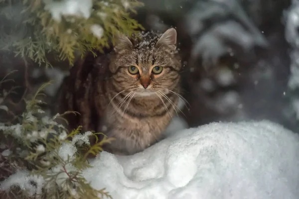 Gestreifte Obdachlose Katze Schnee Draußen — Stockfoto