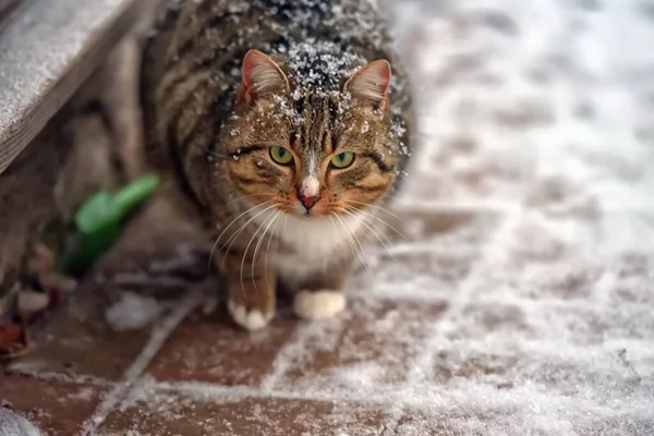 Gestreifte Obdachlose Katze Schnee Draußen — Stockfoto