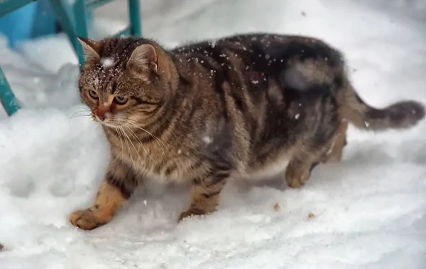 Gestreifte Obdachlose Katze Schnee Draußen — Stockfoto