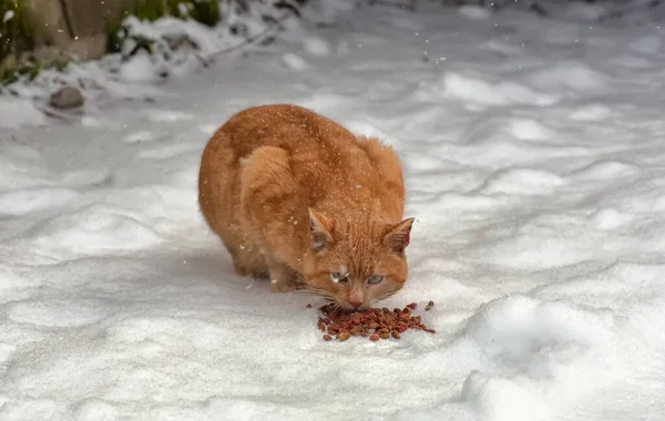 Röd Hemlös Katt Snön Äter Utomhus — Stockfoto