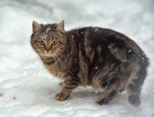 Gestreifte Obdachlose Katze Schnee Draußen — Stockfoto