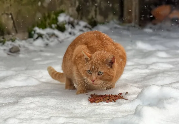 Rote Obdachlose Katze Schnee Frisst Freien — Stockfoto