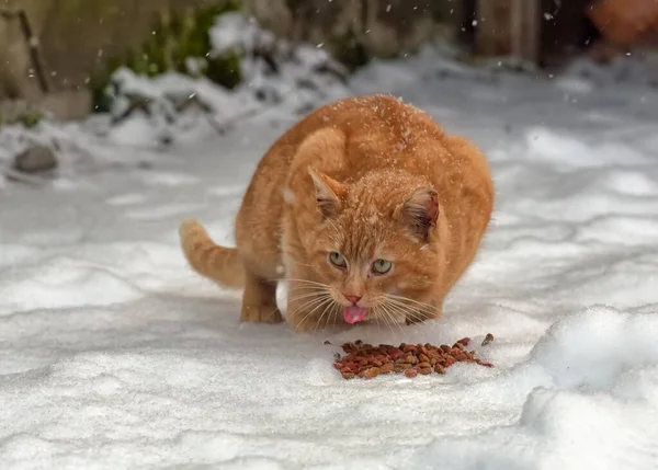 Rote Obdachlose Katze Schnee Frisst Freien — Stockfoto