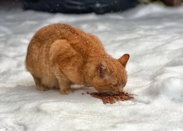 Rote Obdachlose Katze Schnee Frisst Freien — Stockfoto