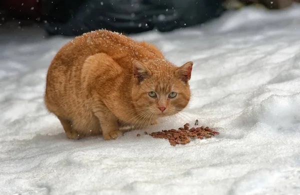 Rote Obdachlose Katze Schnee Frisst Freien — Stockfoto