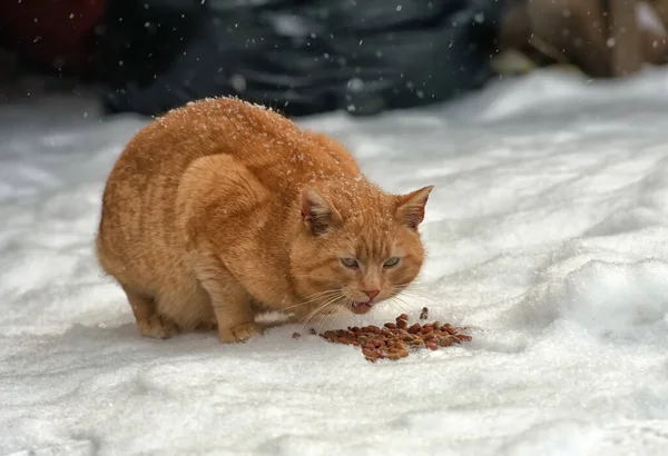 Gato Rojo Sin Hogar Nieve Comiendo Aire Libre — Foto de Stock