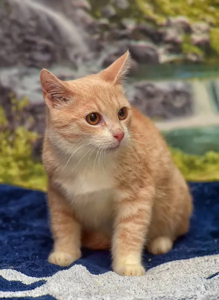 Pêche Chaton Blanc Avec Les Yeux Marron Sur Canapé — Photo