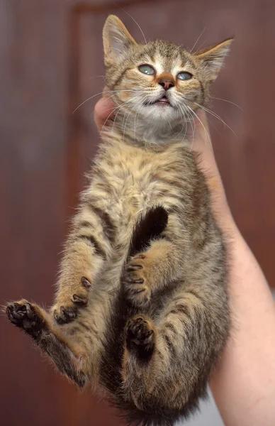 Gatinho Tabby Assustado Abrigo Animal Mão — Fotografia de Stock