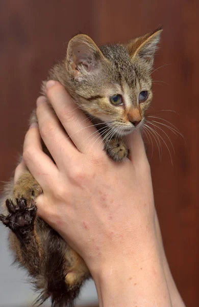 害怕的胖胖的小猫在手里的动物庇护所 — 图库照片