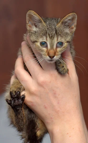 Bang Tabby Kitten Dierenasiel Hand — Stockfoto