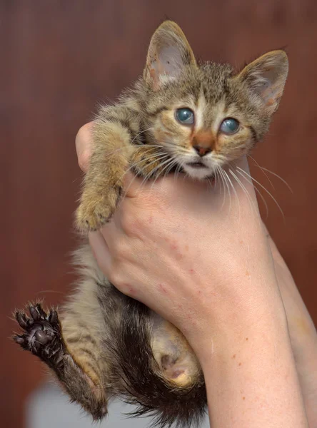 Scared Tabby Kitten Animal Shelter Hand — Stock Photo, Image