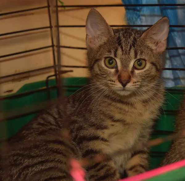 Tabby Kitten Een Kooi Een Dierenasiel Handen — Stockfoto