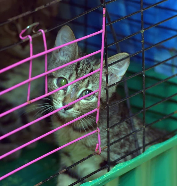 Tabby Kitten Cage Animal Shelter Hands — Stock Photo, Image