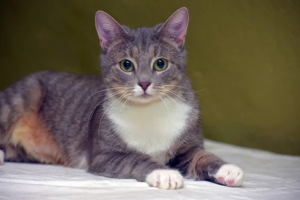 Hermoso Shorthaired Gris Blanco Gato Con Verde Ojos Mentira — Foto de Stock