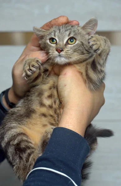 Verängstigtes Kätzchen Tierheim Der Hand — Stockfoto