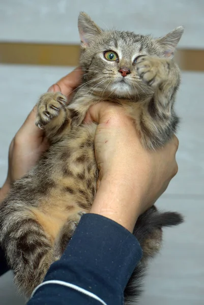 Przestraszony Kotek Schronisku Dla Zwierząt Ręku — Zdjęcie stockowe