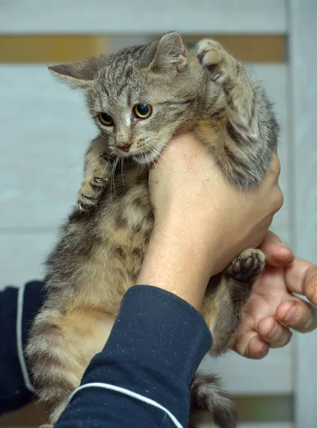 Verängstigtes Kätzchen Tierheim Der Hand — Stockfoto